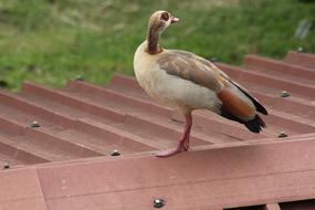 Brian Mwashi Icipe Bird
