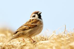 Sparrow Bird Nature