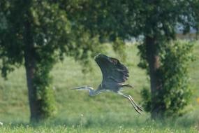 Grey Heron Flying Field