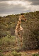 Giraffe Safari Africa