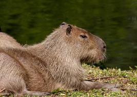 Capybara Animal Mammal