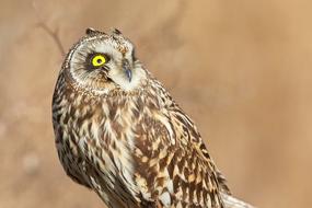 Owl Short Eared Bird
