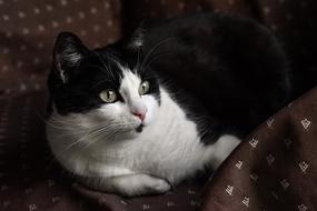 Cute cat lying there.