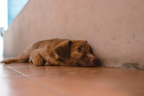 Dog Brown Cute