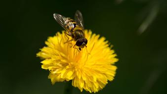 Bee Closeup Macro