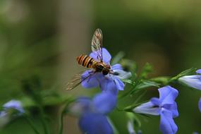 Insect Hoverfly Flying