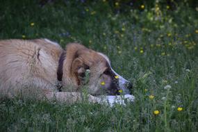 big dog on the grass