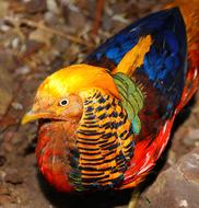 Bird Pheasant Goldfasan