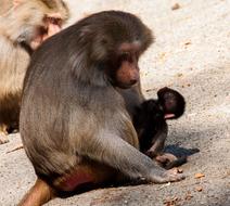 Monkey Primate Nut