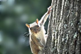 squirrel sitting on a log