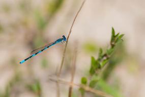 Insect Blue