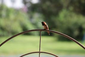 Bird Feathered Beak