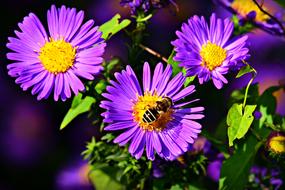 Fragrant asters with insects