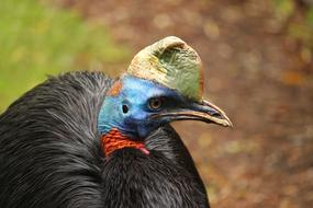 funny turkey closeup