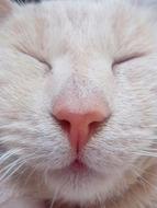 Cat White Pet
