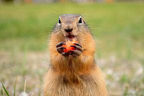Marmot Glade Summer