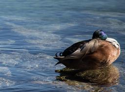 Mallard Duck Water Bird