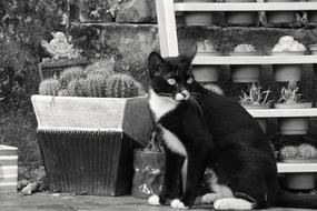 Cat Potted Plants Landscape