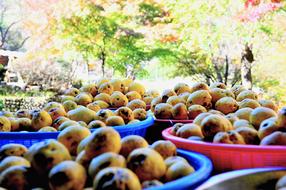 harvest of chinese quince in blurred background