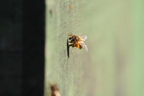 Bee Prey Beekeeper