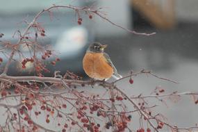 Bird Winter Snow