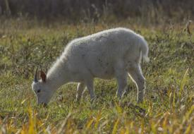 Goat Kid Animal