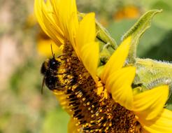 Bee Sunflower Insect