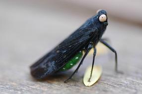 Close up of a black insect