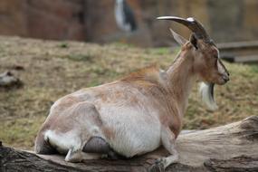 Zoo Animals