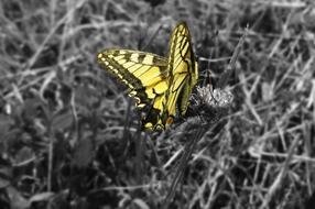 Butterfly Dovetail Insect Close