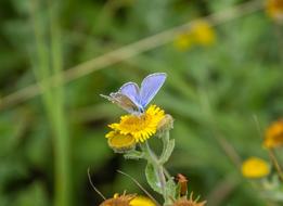 Butterfly Blue Silver