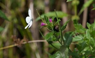 Butterfly White Insect in the garden