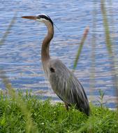 Great Blue Heron Pond Bird