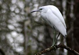Heron Blue Young