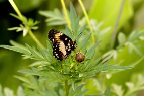 Butterfly Insect Beauty