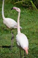 Flamingo Pink Zoo
