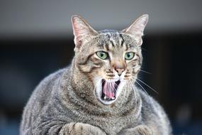 Cat Fat Animals
