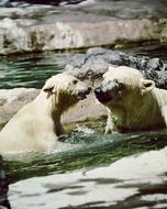 polar bears at the watering hole