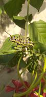 Caterpillar Warm Insect