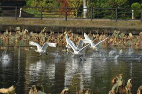 Animal Lake Waterside