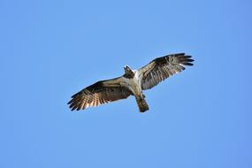 Animal Wild Bird