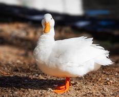 Long island Pekin Duck bird