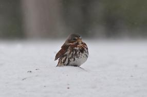 Sparrow Winter Fox