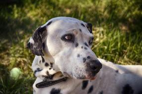 Dalmatian Dog Cute