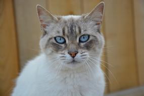 Cat Pussy Portrait Blue