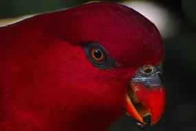 Bird Birds Of Eden South