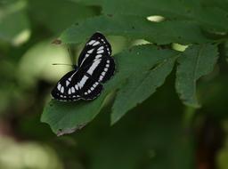 Butterfly White Black