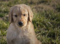 Golden Retriever Puppy Young