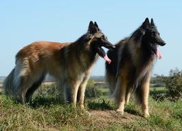 Belgian Shepherd Tervuren