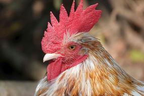 Hahn Cockscomb Rooster Head